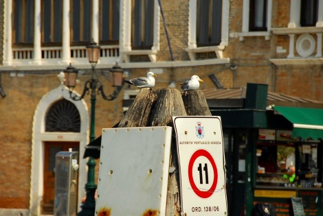 Seagull Party, Venice